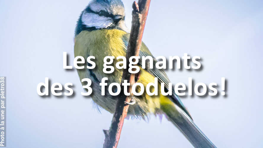 Si-vous-avez-participe-a-fotoduelo-ne-manquez-pas-ces-gagnants