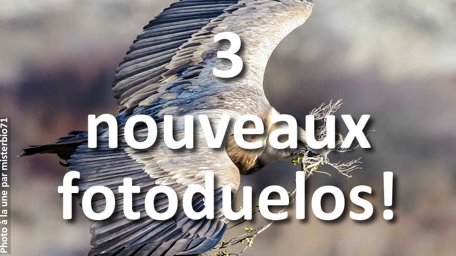 3-nouveaux-fotoduelos-ont-besoin-de-votre-avis