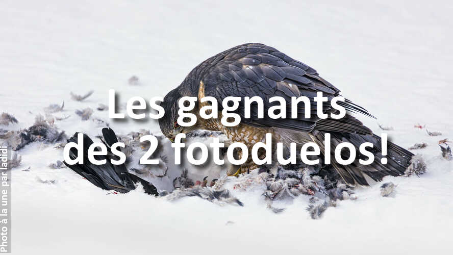 Si-vous-avez-participe-a-fotoduelo-ne-manquez-pas-ces-gagnants