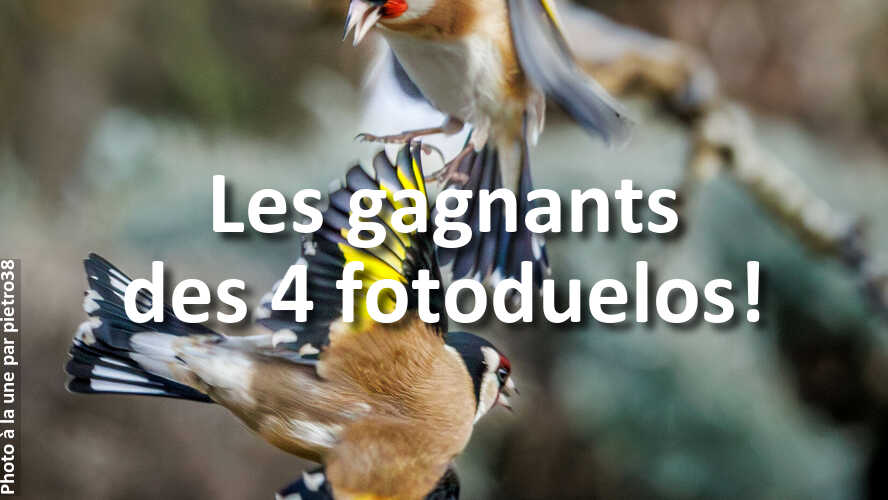 Si-vous-avez-participe-a-fotoduelo-ne-manquez-pas-ces-gagnants