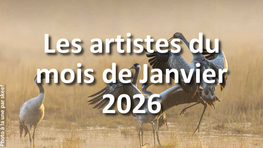 Trouvez-linspiration-dans-les-10-plus-belles-photos-de-la-galerie-du-mois-de-Janvier-2026