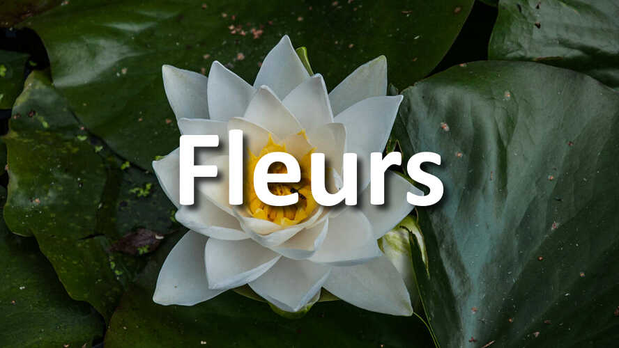 Nouveau-defi-photo-Fleurs