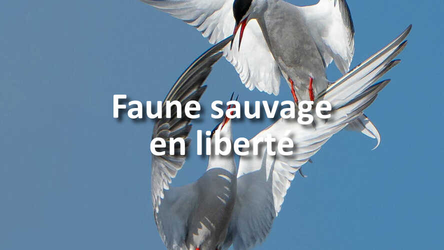 Etes-vous-a-la-hauteur-du-nouveau-defi-photo-Faune-sauvage-en-liberte