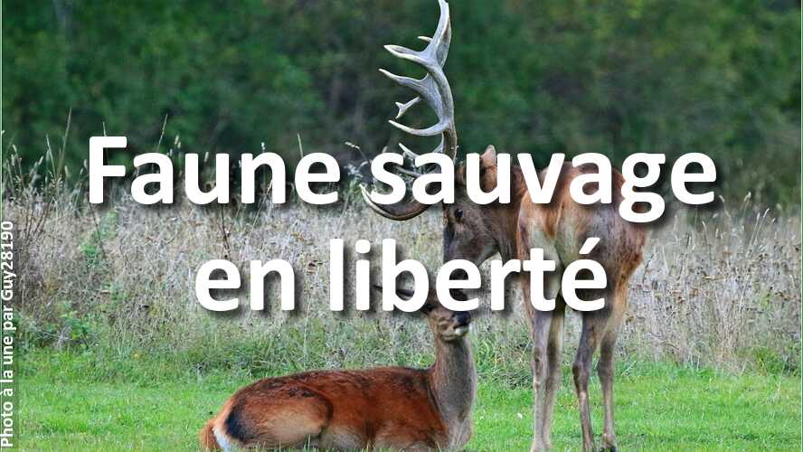 Auriez-vous-pu-prendre-daussi-belles-photos-sur-le-theme-Faune-sauvage-en-liberte