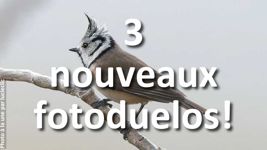 Jouez-aux-nouveaux-fotoduelos-tout-en-retrouvant-linspiration