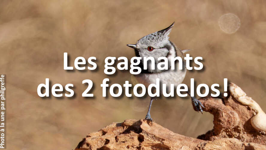 Auriez-vous-aussi-choisi-ces-photos-dans-ces-fotoduelos