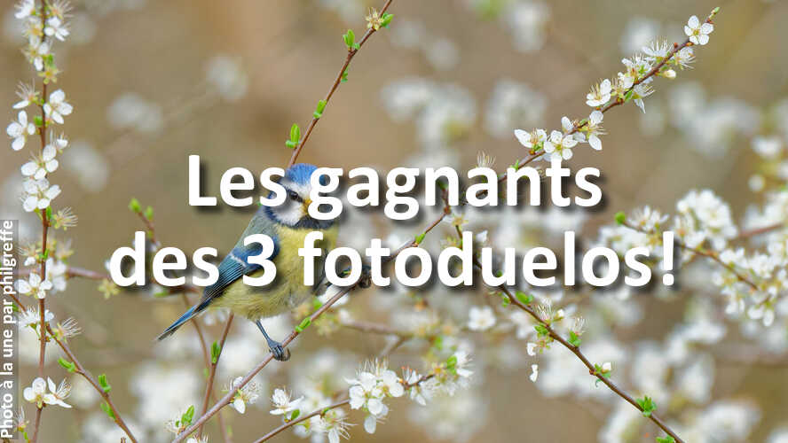 Les-gagnants-des-3-fotoduelos-cette-semaine