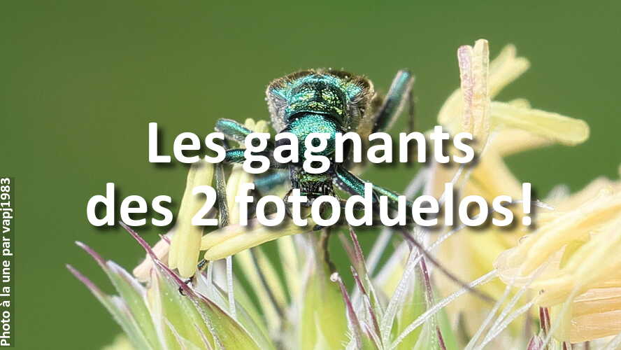 Decouvrez-les-gagnants-des-2-fotoduelos-cette-semaine