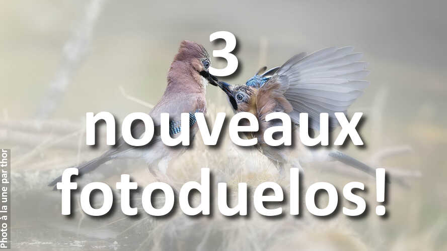 Laquelle-est-la-plus-belle-celle-de-droite-ou-de-gauche