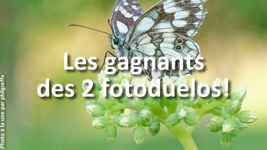 Que-pensez-vous-des-gagnants-des-2-derniers-fotoduelos