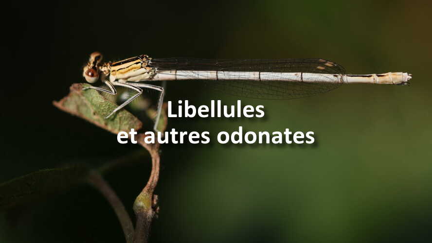 Etes-vous-a-la-hauteur-du-nouveau-defi-photo-Libellules-et-autres-odonates