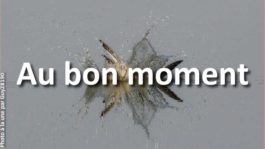 Le-public-a-choisi-Guy28190-comme-meilleur-photographe-du-concours-Au-bon-moment