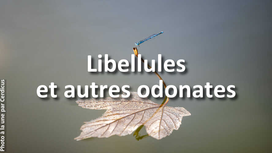 Cerdicus-remporte-la-plus-haute-marche-du-podium-au-defi-photo-Libellules-et-autres-odonates