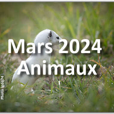 fotoduelo Mars 2024 - Animaux