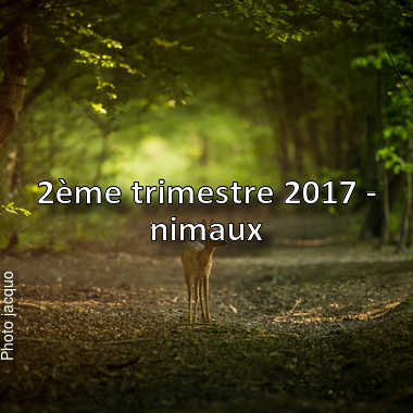 fotoduelo 2ème trimestre 2017 - Animaux