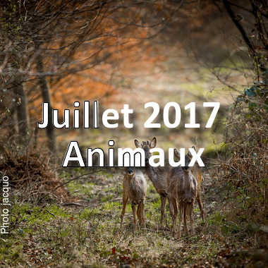 fotoduelo Juillet 2017 - Animaux