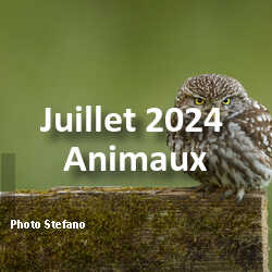 fotoduelo Juillet 2024 - Animaux