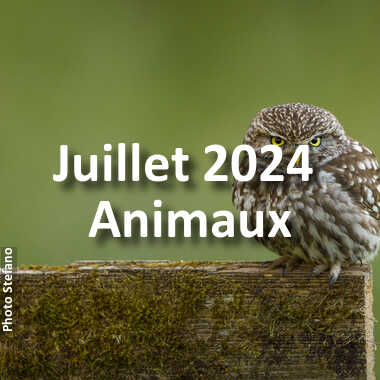fotoduelo Juillet 2024 - Animaux
