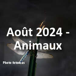 fotoduelo Août 2024 - Animaux