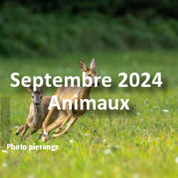 fotoduelo Septembre 2024 - Animaux