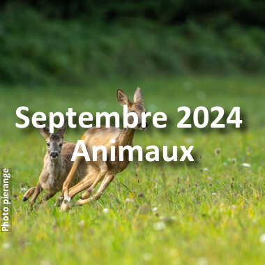 fotoduelo Septembre 2024 - Animaux