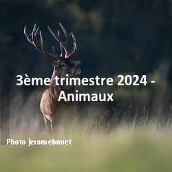 fotoduelo 3ème trimestre 2024 - Animaux