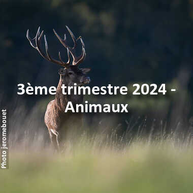 fotoduelo 3ème trimestre 2024 - Animaux