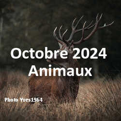 fotoduelo Octobre 2024 - Animaux