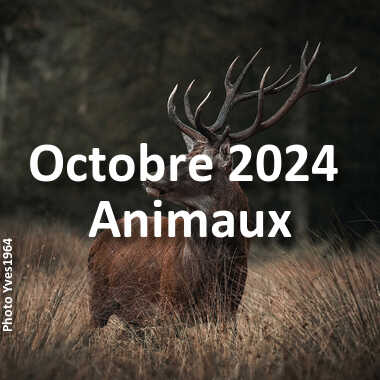 fotoduelo Octobre 2024 - Animaux