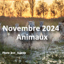 fotoduelo Novembre 2024 - Animaux