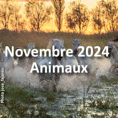 fotoduelo Novembre 2024 - Animaux