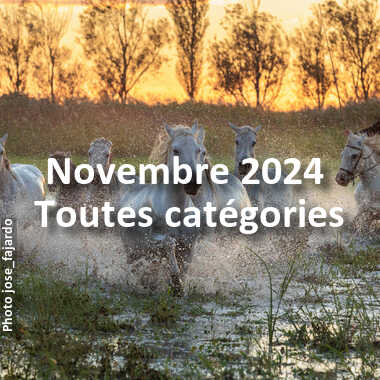 fotoduelo Novembre 2024 - Toutes catégories