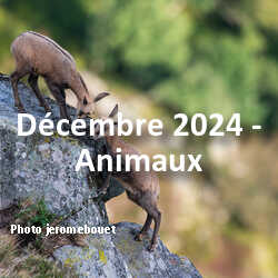 fotoduelo Décembre 2024 - Animaux