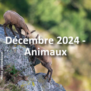 fotoduelo Décembre 2024 - Animaux