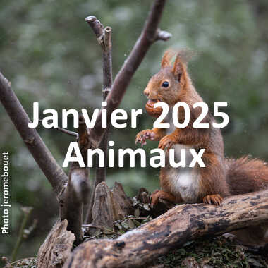 fotoduelo Janvier 2025 - Animaux