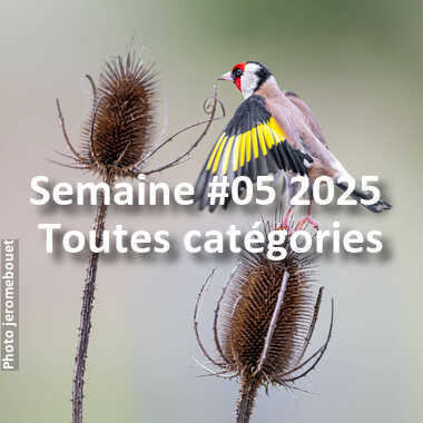 fotoduelo Semaine #05 2025 - Toutes catégories