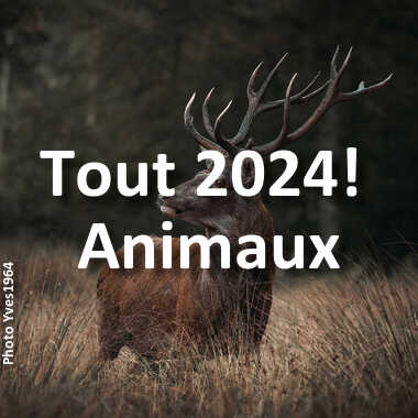 fotoduelo Tout 2024! - Animaux
