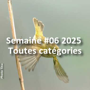 fotoduelo Semaine #06 2025 - Toutes catégories