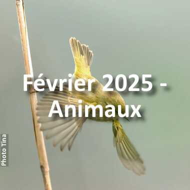 fotoduelo Février 2025 - Animaux