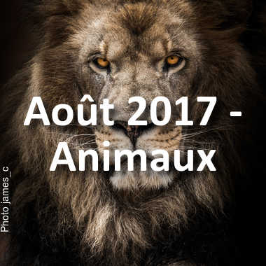 fotoduelo Août 2017 - Animaux