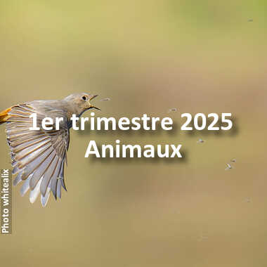 fotoduelo 1er trimestre 2025 - Animaux