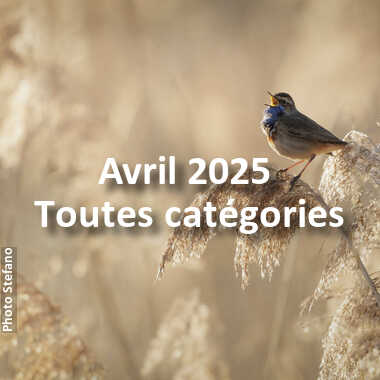 fotoduelo Avril 2025 - Toutes catégories