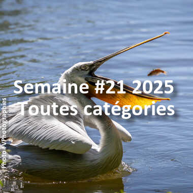 fotoduelo Semaine #21 2025 - Toutes catégories