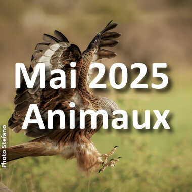 fotoduelo Mai 2025 - Animaux