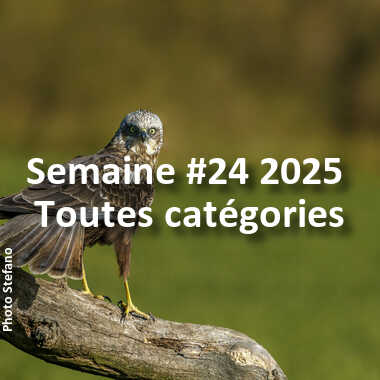 fotoduelo Semaine #24 2025 - Toutes catégories