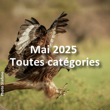 fotoduelo Mai 2025 - Toutes catégories