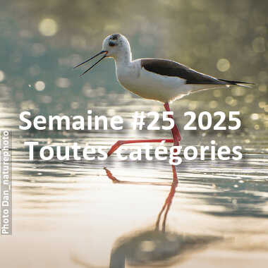 fotoduelo Semaine #25 2025 - Toutes catégories