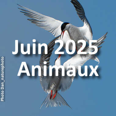 fotoduelo Juin 2025 - Animaux