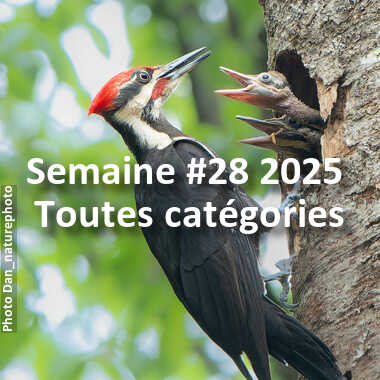 fotoduelo Semaine #28 2025 - Toutes catégories