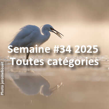 fotoduelo Semaine #34 2025 - Toutes catégories